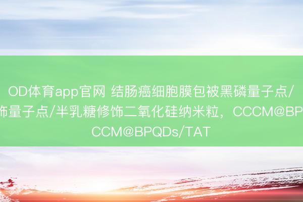 OD体育app官网 结肠癌细胞膜包被黑磷量子点/TAT肽修饰量子点/半乳糖修饰二氧化硅纳米粒，CCCM@BPQDs/TAT